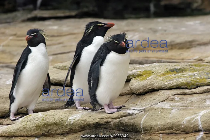 : Rockhopper penguin : Rockhopper penguin