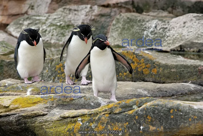 : Rockhopper penguin : Rockhopper penguin