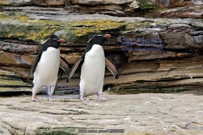 : Rockhopper Penguin : Rockhopper Penguin