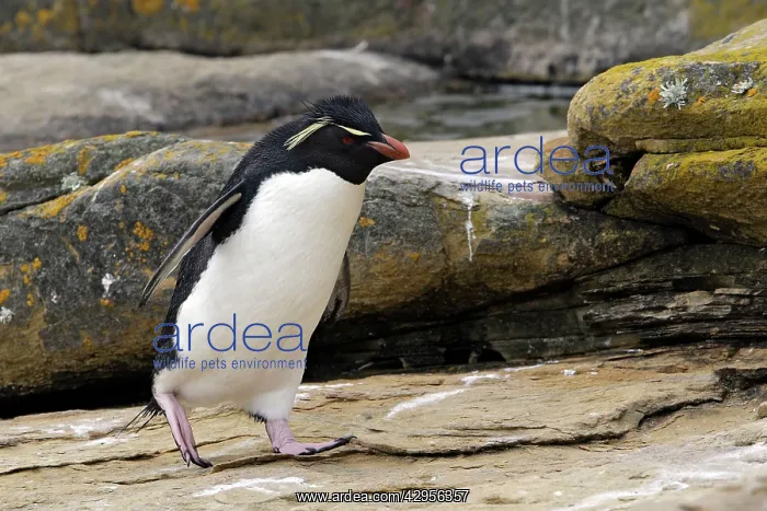 : Rockhopper Penguin : Rockhopper Penguin