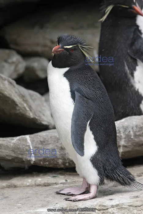 : Rockhopper Penguin : Rockhopper Penguin