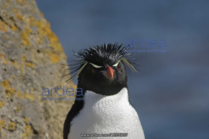 : Rockhopper Penguin : Rockhopper Penguin