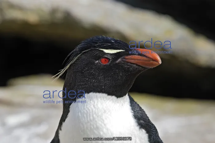 : Rockhopper Penguin : Rockhopper Penguin
