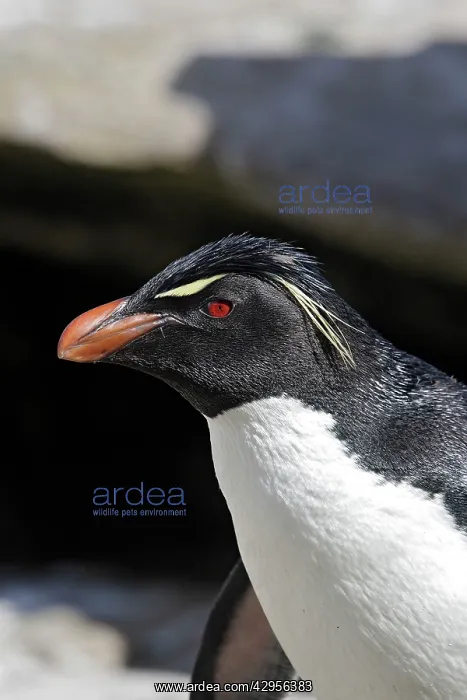 : Rockhopper Penguin : Rockhopper Penguin
