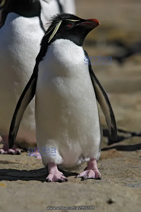  : Rockhopper Penguin