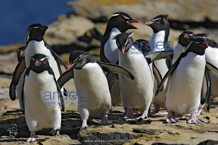  : Rockhopper Penguin