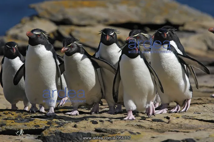 : Rockhopper Penguin : Rockhopper Penguin