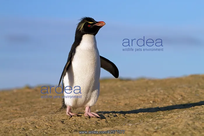 : Rockhopper Penguin : Rockhopper Penguin