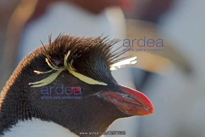 : Rockhopper Penguin : Rockhopper Penguin