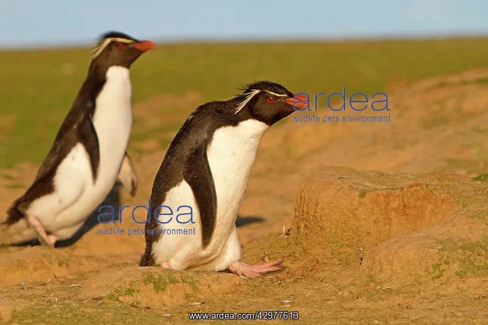 : Rockhopper Penguin : Rockhopper Penguin