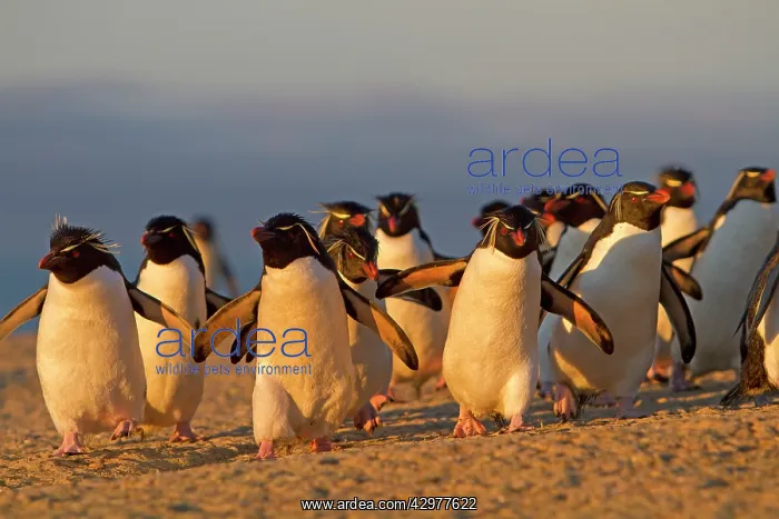: Rockhopper Penguin : Rockhopper Penguin