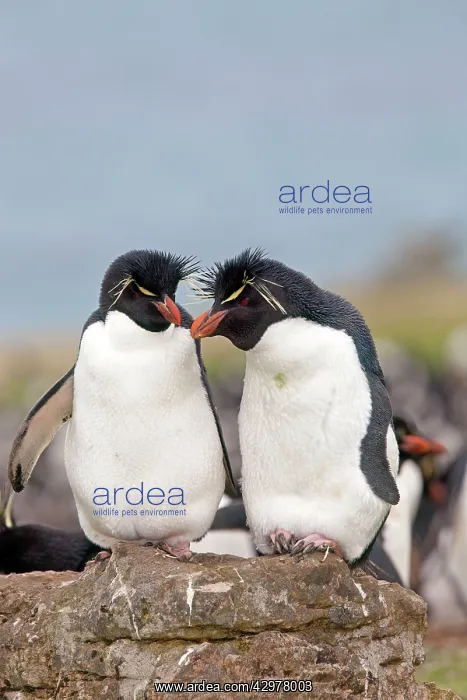 : Rockhopper penguin : Rockhopper penguin