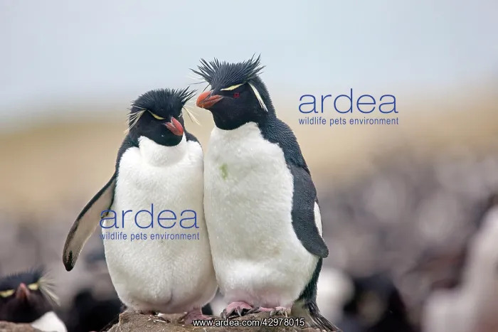 : Rockhopper penguin : Rockhopper penguin
