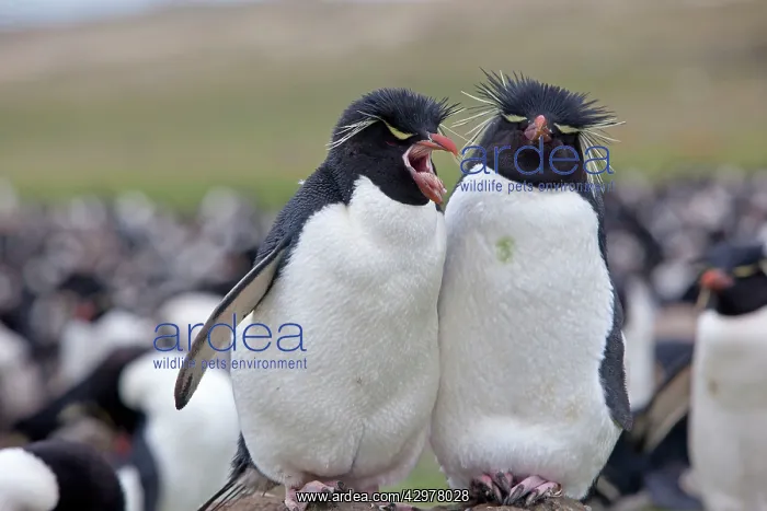: Rockhopper penguin : Rockhopper penguin