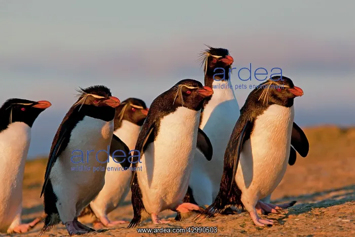 : Rockhopper penguin : Rockhopper penguin