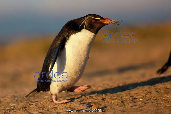: Rockhopper penguin : Rockhopper penguin