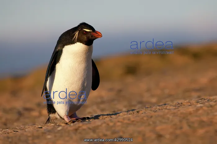 : Rockhopper penguin : Rockhopper penguin