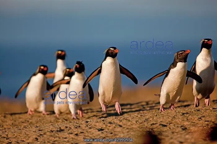 : Rockhopper penguin : Rockhopper penguin