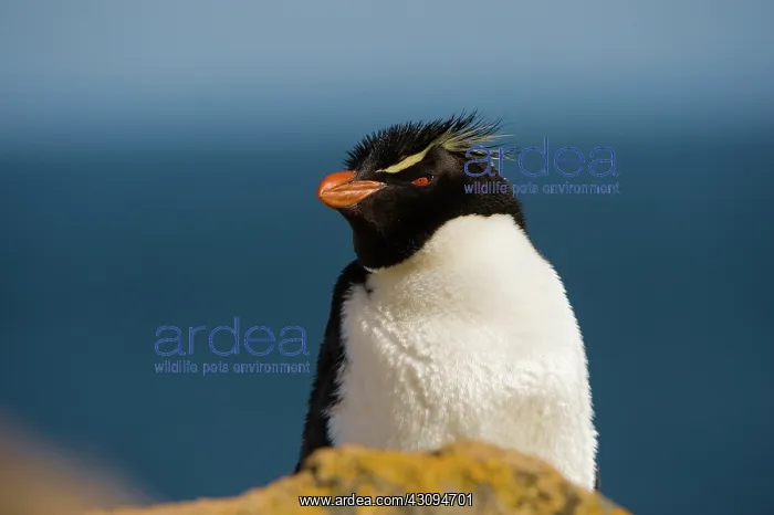 : Rockhopper Penguin : Rockhopper Penguin