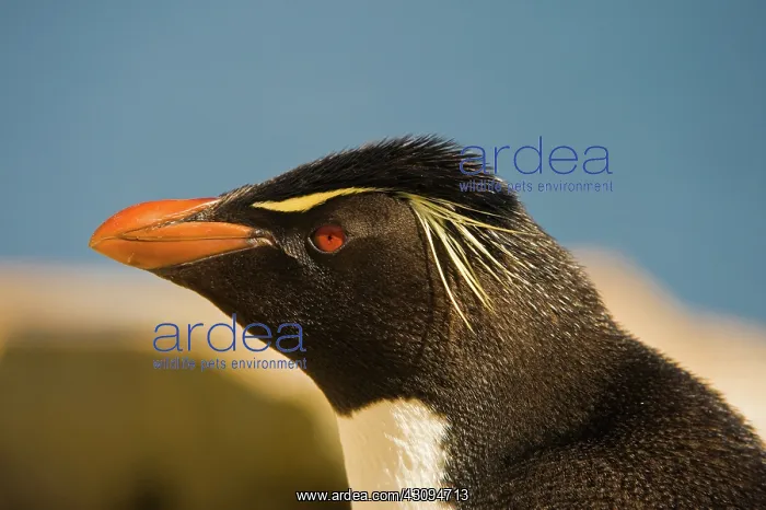  : Rockhopper Penguin