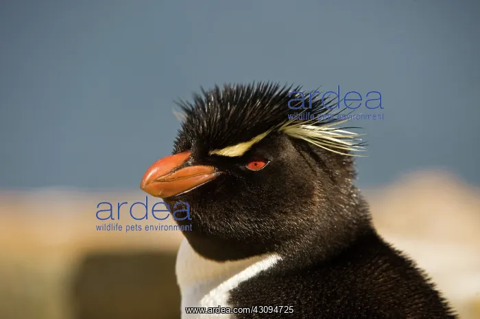 : Rockhopper Penguin : Rockhopper Penguin