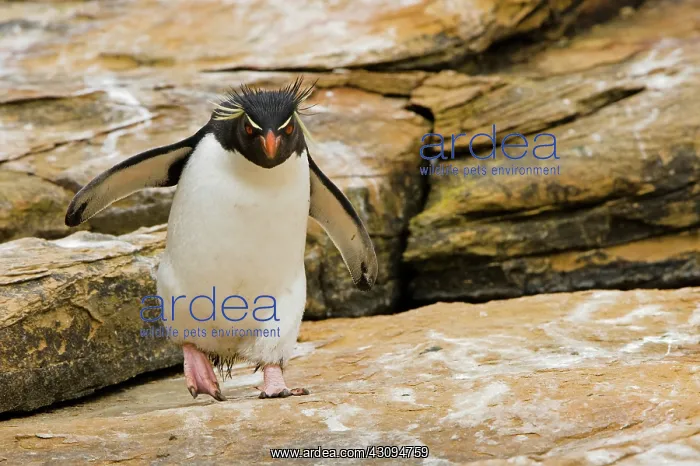 : Rockhopper Penguin : Rockhopper Penguin