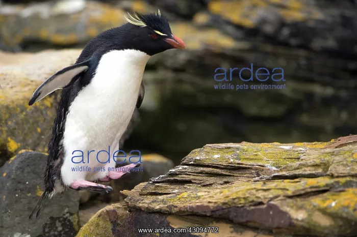 : Rockhopper Penguin : Rockhopper Penguin