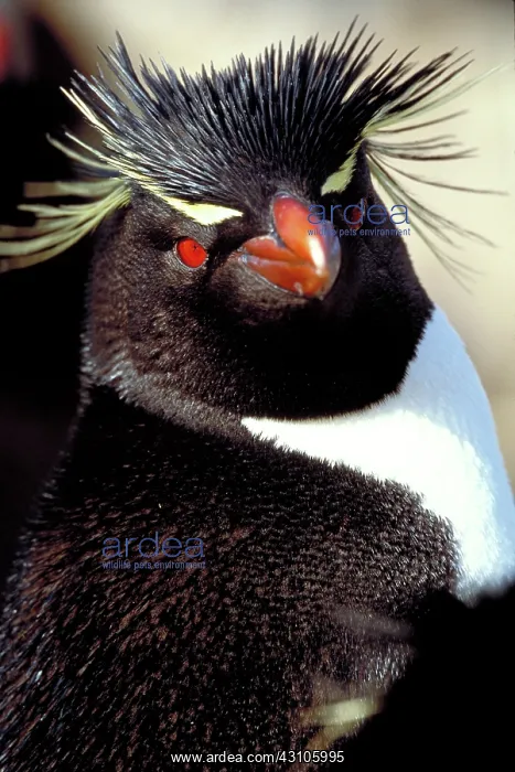 : Rockhopper Penguin : Rockhopper Penguin