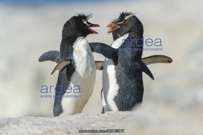 : Rockhopper Penguin : Rockhopper Penguin
