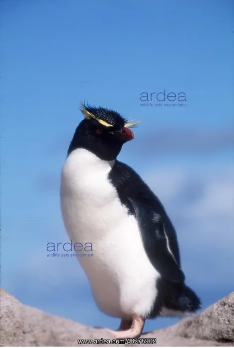 : ROCKHOPPER PENGUIN : ROCKHOPPER PENGUIN