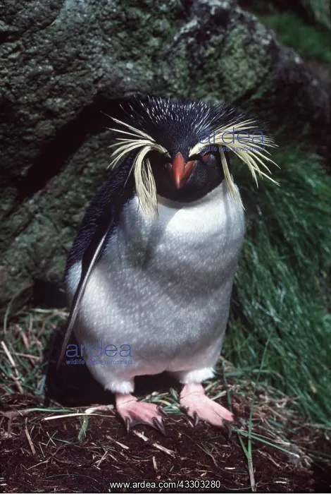 : ROCKHOPPER PENGUIN : ROCKHOPPER PENGUIN