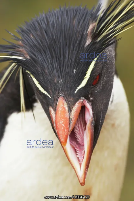: Rockhopper Penguin - calling : Rockhopper Penguin - calling