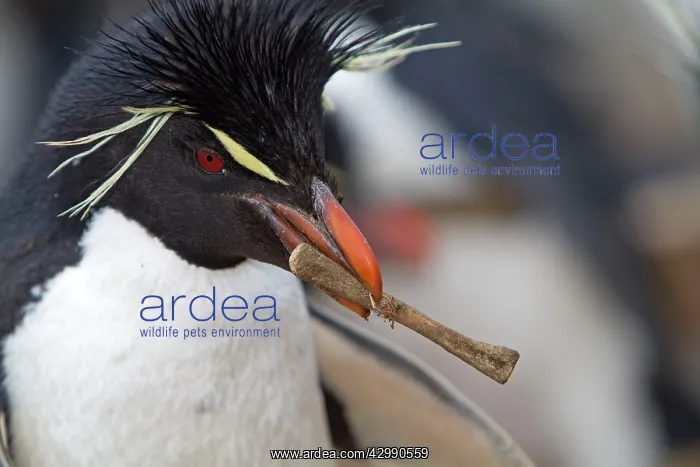: Rockhopper penguin - carrying bone in beak : Rockhopper penguin - carrying bone in beak