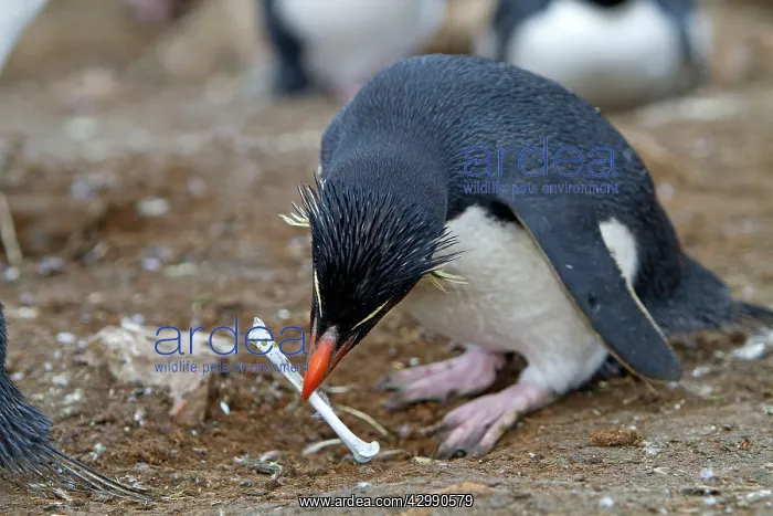: Rockhopper penguin - carrying bone in beak : Rockhopper penguin - carrying bone in beak