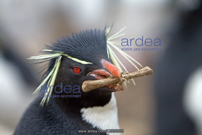: Rockhopper penguin - carrying bone in beak : Rockhopper penguin - carrying bone in beak