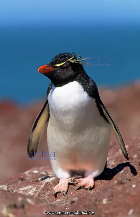 : Rockhopper PENGUIN - close-up on rock by the sea : Rockhopper PENGUIN - close-up on rock by the sea
