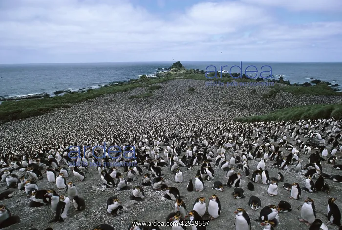: Rockhopper penguin - colony : Rockhopper penguin - colony