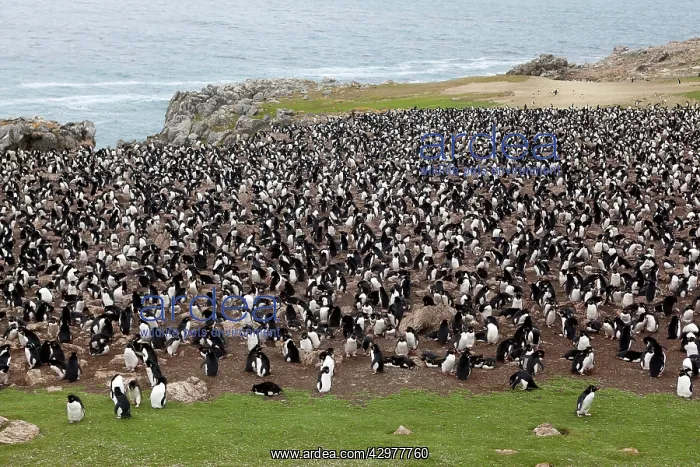 : Rockhopper penguin - colony : Rockhopper penguin - colony