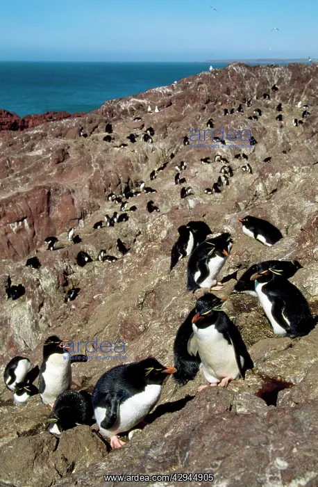 : Rockhopper Penguin - colony on rocks by the sea : Rockhopper Penguin - colony on rocks by the sea