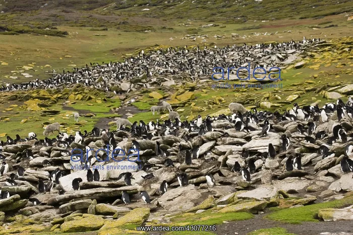 : Rockhopper Penguin colony; Sheep grazing Falkland islands : Rockhopper Penguin colony; Sheep grazing Falkland islands