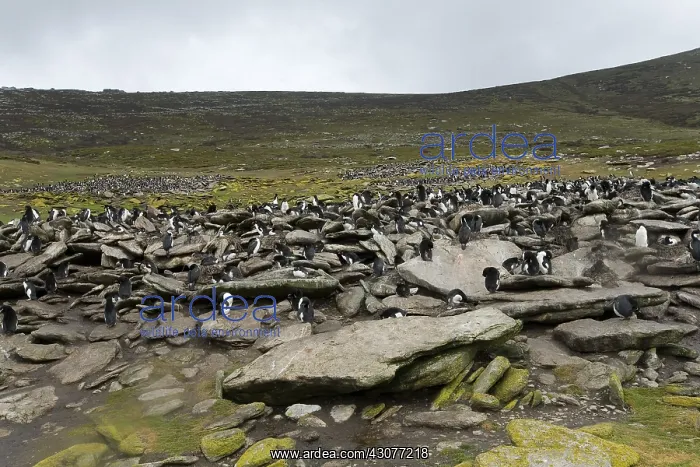 : Rockhopper Penguin colony; Sheep grazing Falkland islands : Rockhopper Penguin colony; Sheep grazing Falkland islands