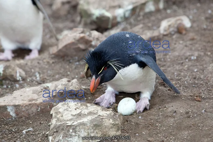 : Rockhopper penguin - with egg : Rockhopper penguin - with egg