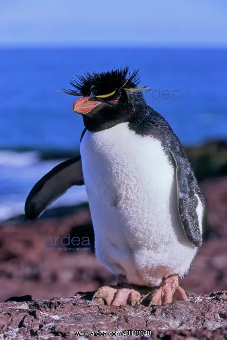 : Rockhopper penguin (Eudyptes chrysochome), Island : Rockhopper penguin (Eudyptes chrysochome), Island