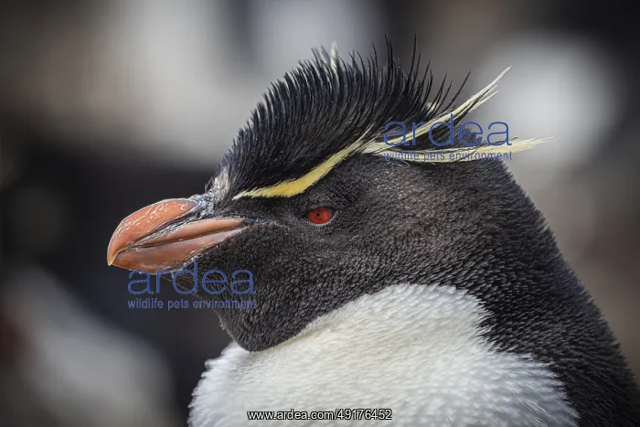 : Rockhopper penguin (Eudyptes chrysocome) : Rockhopper penguin (Eudyptes chrysocome)