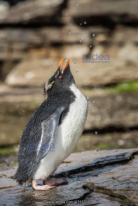 : Rockhopper Penguin (Eudyptes chrysocome) cleans : Rockhopper Penguin (Eudyptes chrysocome) cleans