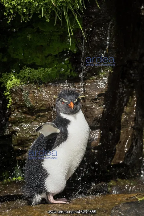 : Rockhopper Penguin (Eudyptes chrysocome) cleans : Rockhopper Penguin (Eudyptes chrysocome) cleans