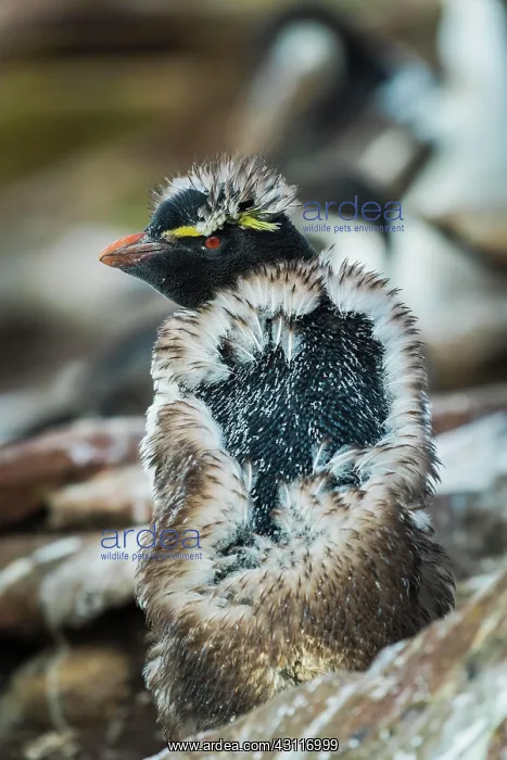 : Rockhopper Penguin (Eudyptes chrysocome) young moulting : Rockhopper Penguin (Eudyptes chrysocome) young moulting