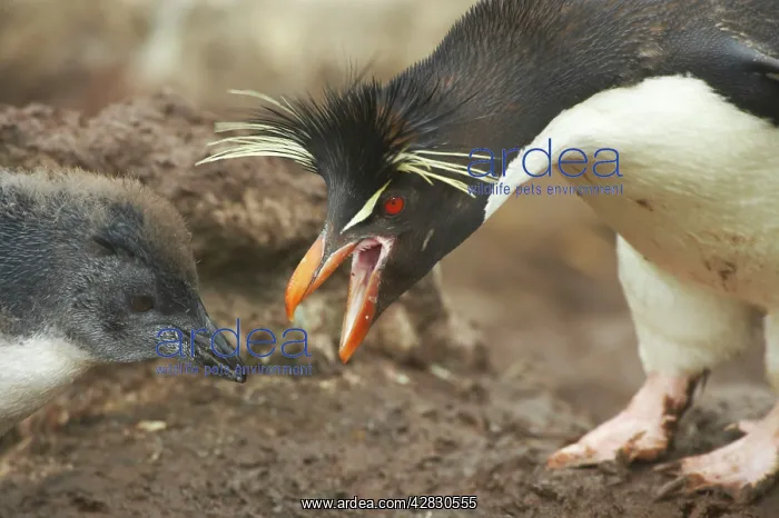 : Rockhopper Penguin - feeding chick : Rockhopper Penguin - feeding chick