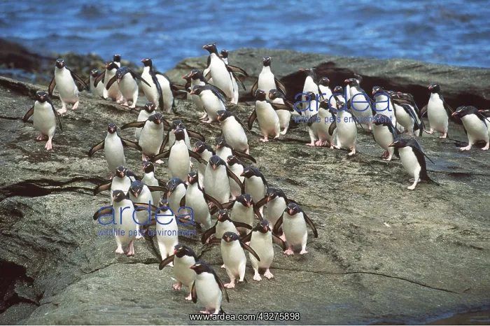 : ROCKHOPPER PENGUIN - Group walking back to rookery : ROCKHOPPER PENGUIN - Group walking back to rookery