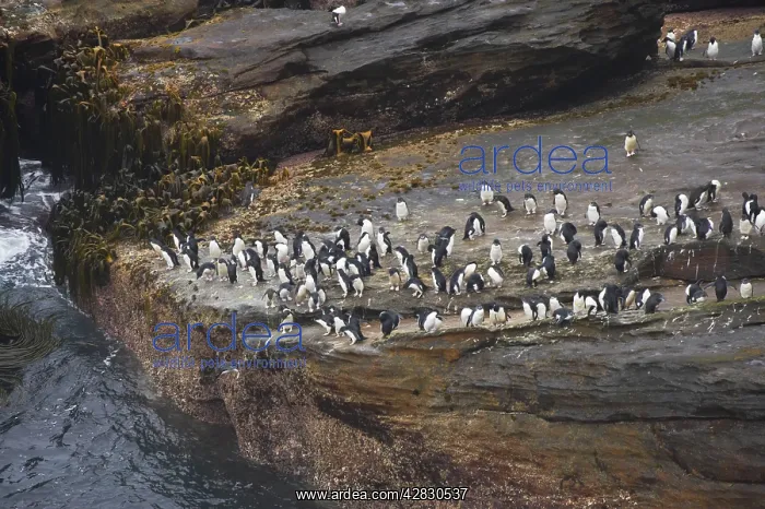 : Rockhopper Penguin - groups waiting to enter sea : Rockhopper Penguin - groups waiting to enter sea